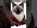 Snow|#youtubeshorts #shorts #cat