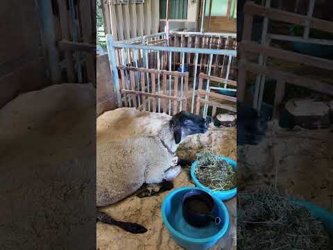 うだ・アニマルパーク🇯🇵【奈良】/Zoos and Parks in Japan　《入場無料のおすすめ動物園》　#shorts #おでかけ#デート #奈良#動物園#公園#ピクニック