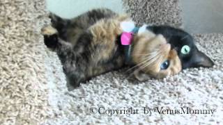 Venus the Chimera kitty playing on cat condo.... CUTEST VIDEO YET!