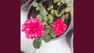 Secangkir Cerita Teh Hangat