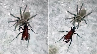 Spider Wasp Drags Paralysed Tarantula Back To Nest