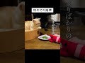 鬼ボス猫の初めての猫草