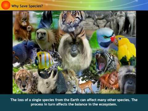 Video: What Is Ecological Balance