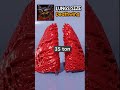 Human Lungs vs Dragon Lungs