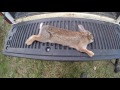 VA Rabbit Hunting with a beagle 2017 VA Rabbit Hunting with a beagle 2017