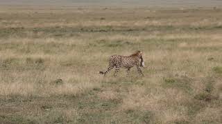 Cheetah kill In Masai Masa near Talek gate. July 2025