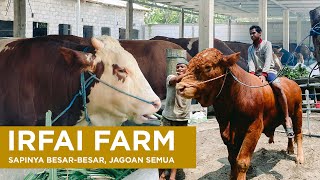 Irfai Farm Peternakan Sapi Jagoan Di Kediri Raya