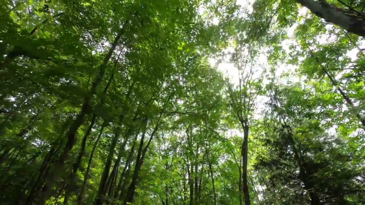 Canopy hardwood forests sugar 