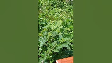 Cây Cỏ Lào, Phân Xanh Có Tác Dụng Gì?