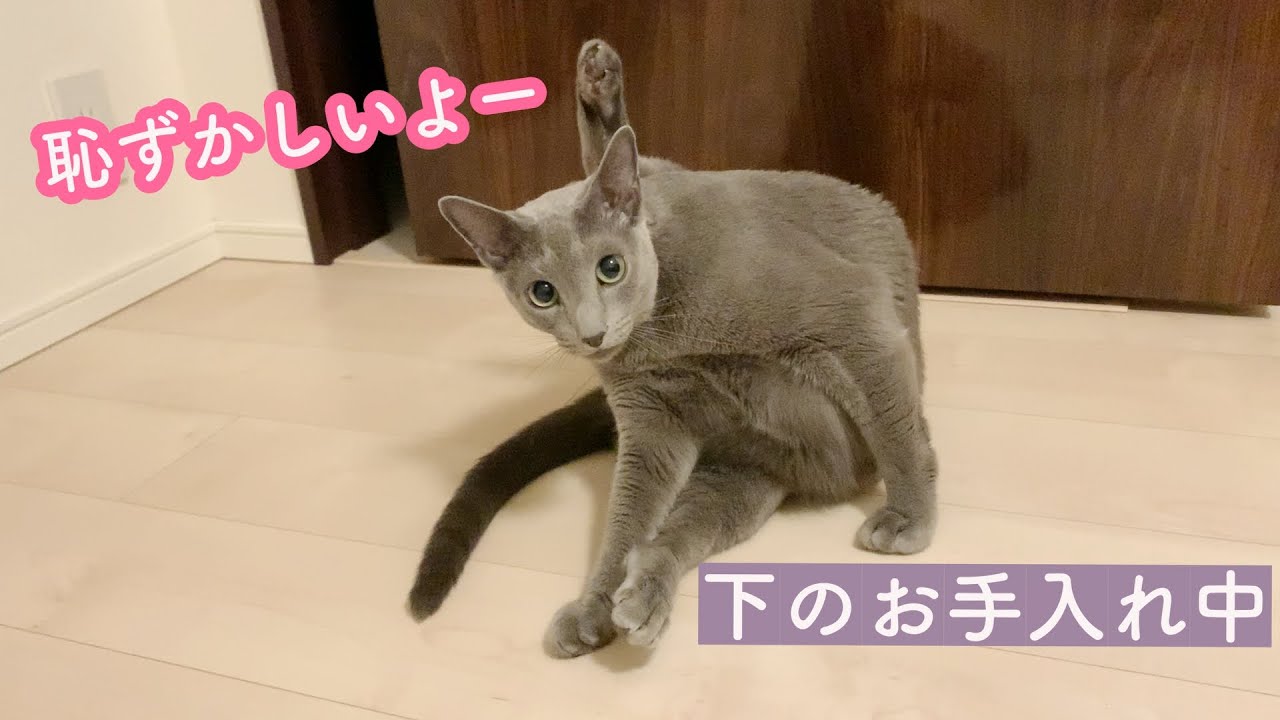 発情 ふみふみしながら突然腰を振りだす猫 Youtube 発情 ふみふみしながら突然腰を振りだす猫 Youtube