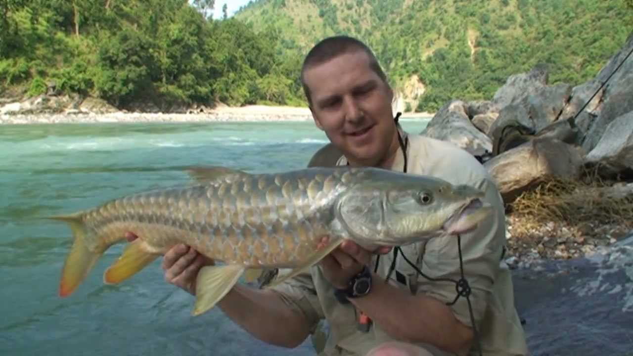 mahseer fish