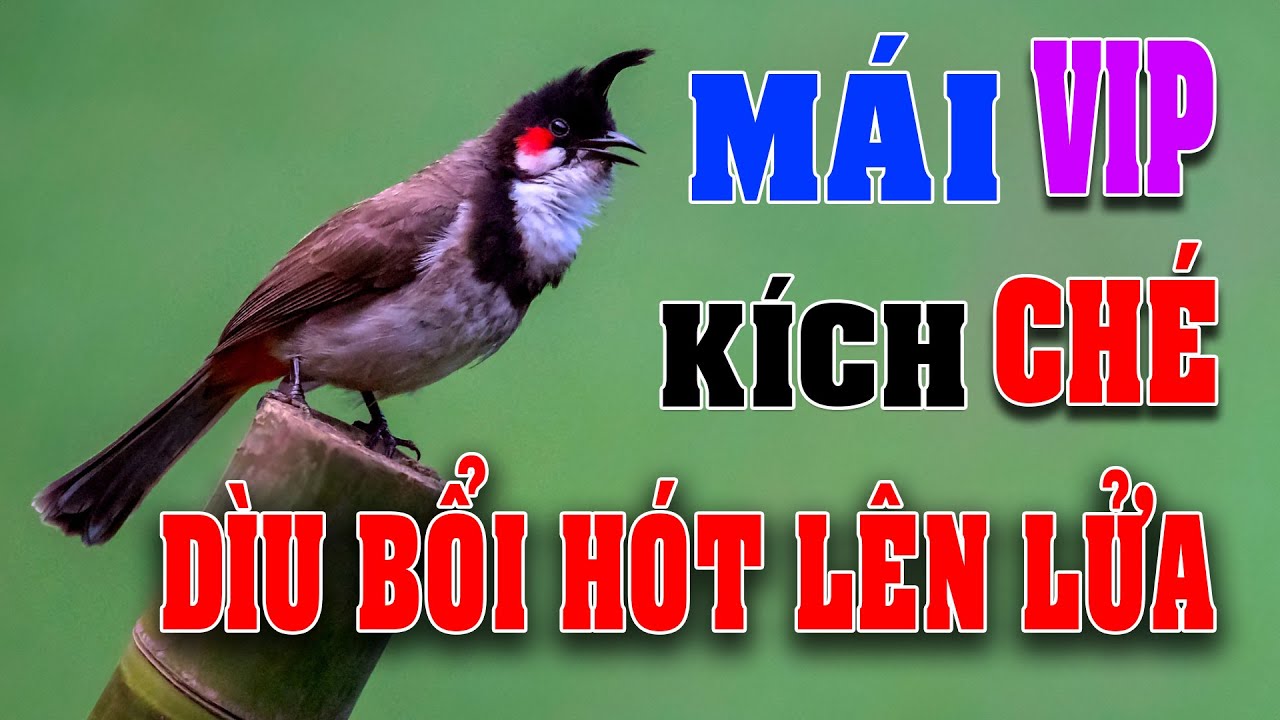 Chào mào mái hót kích trống #chaomaomai