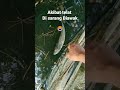 Menemukan Lagi Ikan Gabus Haruan Mati Kepanasan Shorts Cariikan Sarangbuaya Haruanbesar Mbolang Menemukan Lagi Ikan Gabus Haruan Mati Kepanasan Shorts Cariikan Sarangbuaya Haruanbesar Mbolang