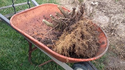How to Remove a Hedge and Dig out the Stumps