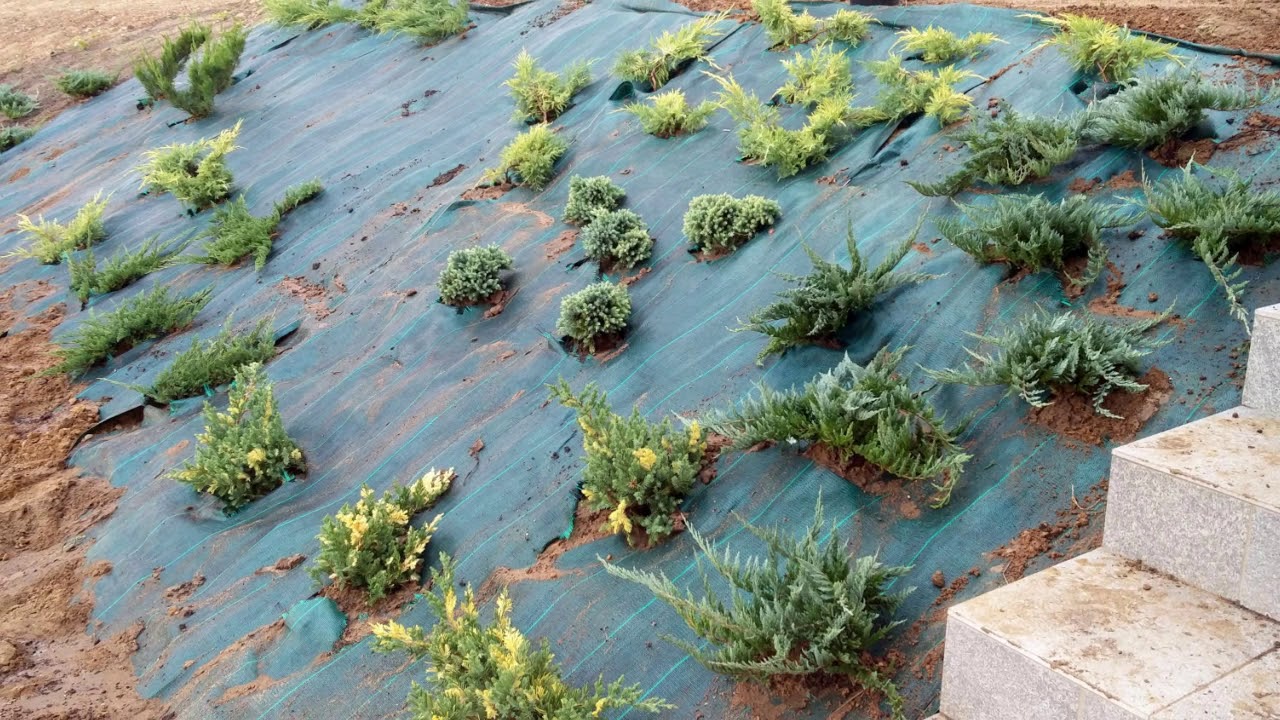 Slope with ornamental grasses and juniper YouTube