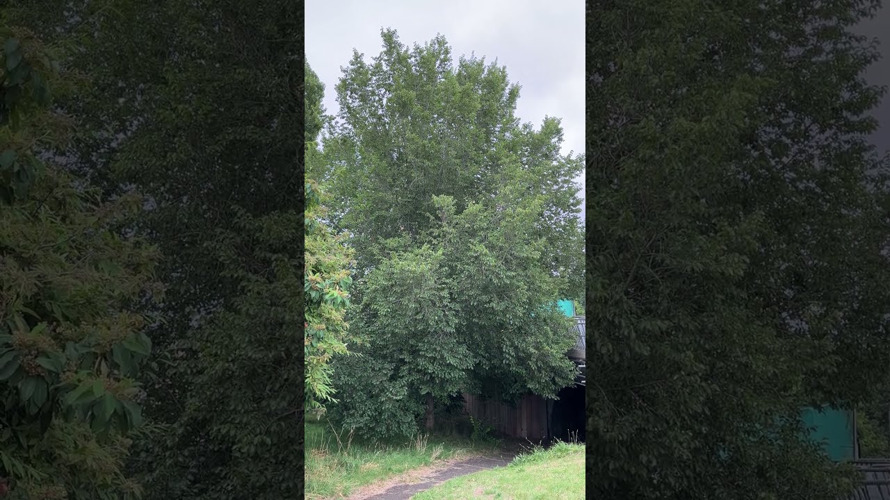 Lobel elm - tree - August 2024