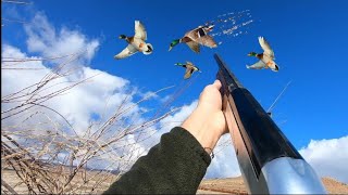 Ördek Avlari Tüm Vuruşlar Mükemmel Görüntüler 2021-2022 Sezonu Duck Hunting Утиная Охотаصيد البط