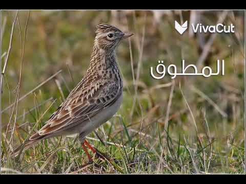 صوت طائر المطوق الزرعي