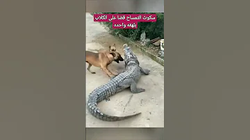 سكوت التمساح قضا على الكلاب بلهفه واحده Shortes 