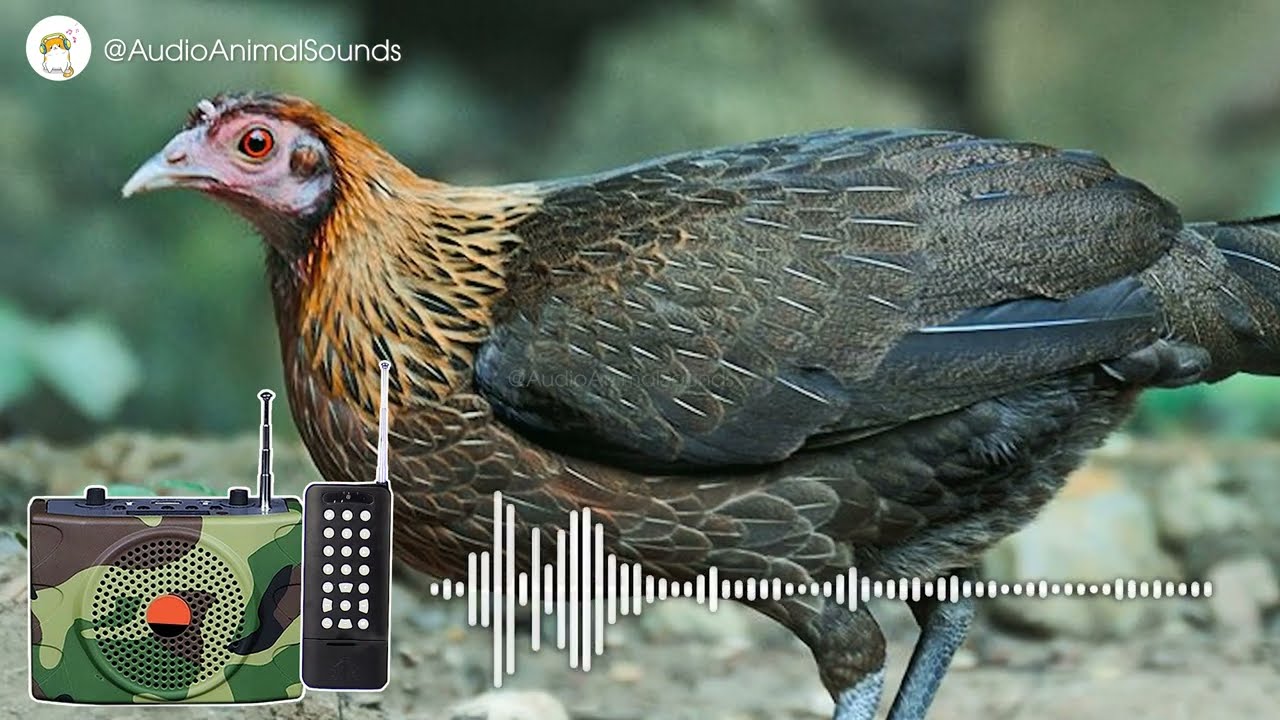 ЗВУК ЛЕСНОЙ КУРИЦЫ | Звуки животных