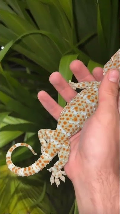 Invasive Florida tokay catch #animals #reptiles - YouTube