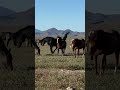 Wild Horse Breeding Horse Itsthehorsesforme Animals Horseriding