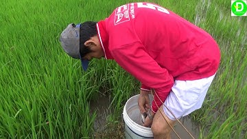 Mùa nước lên cắm câu cá lóc gỡ mỏi tay l Catch fish in the field