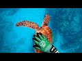 HONU (Green Sea Turtle) DEMANDS A BACK SCRATCH (OAHU, HI.)