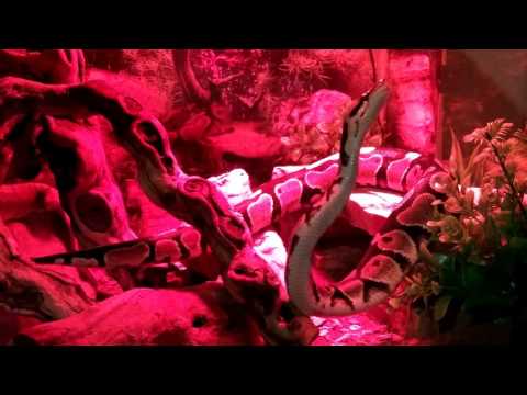 Kaya the ball python wanting play time at 3am in the morning.