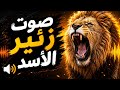 🦁 صوت زئير الأسد | زئير أسد حقيقي وقوي بجودة عالية | مؤثرات صوتية للحيوانات