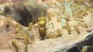 Myrmecocystus mexicanus: Golden honeypot ants and their queen