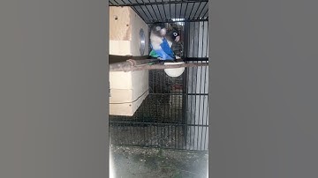 blue pasnata #mashallah #pichibirds #beautiful #birds #lovebird #shorts