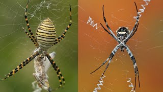 Las llamativas araña tigre y araña de jardín! (Argiope trifasciata , Argiope argentata)🕸🕷