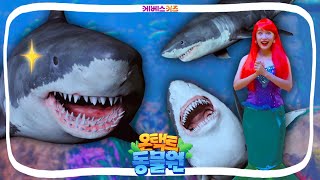 지니 치과를 찾아온 상어! 상어 이빨에 숨겨진 비밀은?!ㅣ상어 2편ㅣ온택트 동물원ㅣ헤이지니ㅣ211026 KBS방송