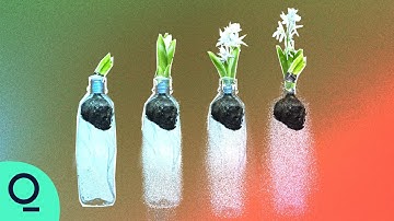 Could Plastic-Eating Bacteria Save The Planet?