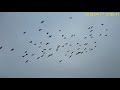 Racing pigeons training in the rain