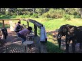 Amazing Encounter with Wild Elephants: Kruger National Park