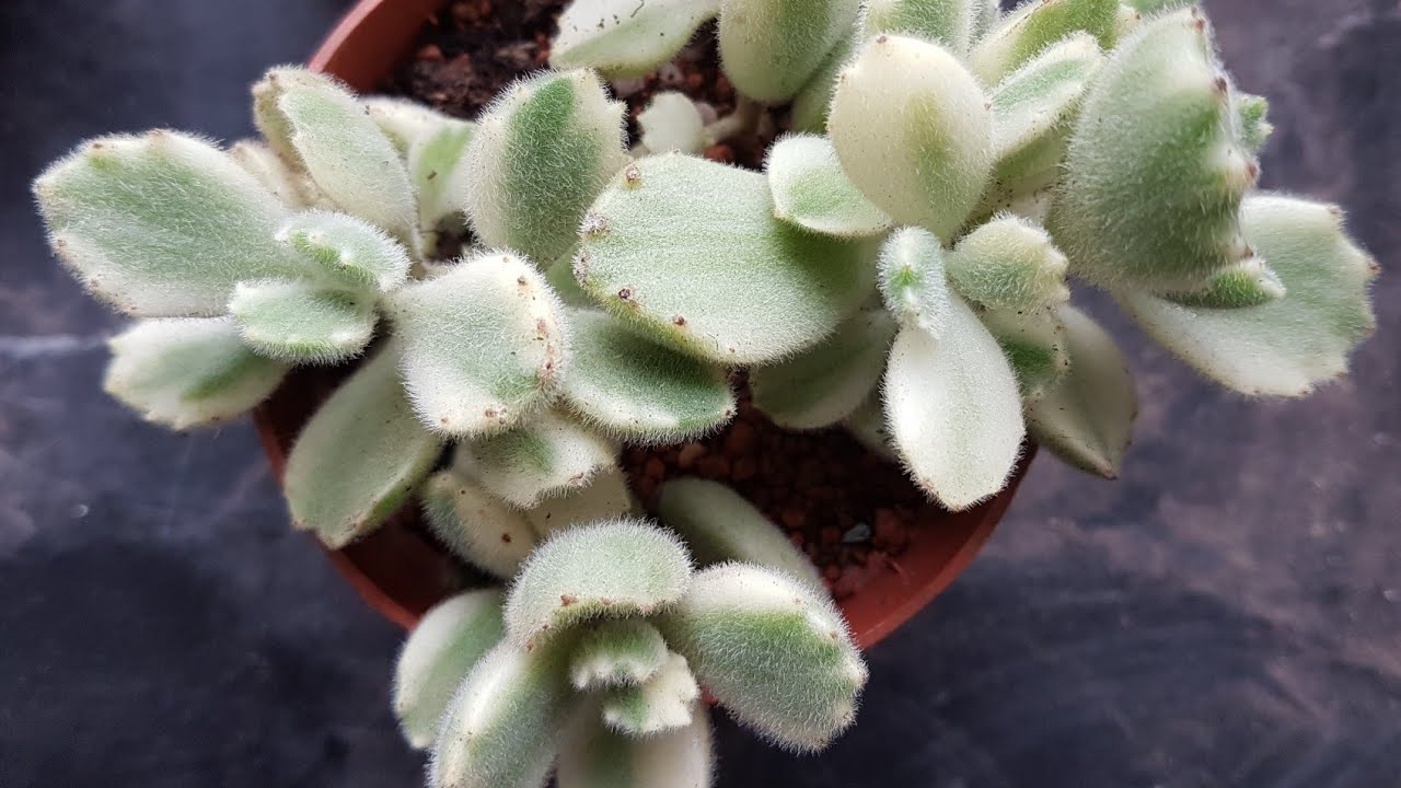 Image result for 3. Bear Paws, Cotyledon Tomentosa