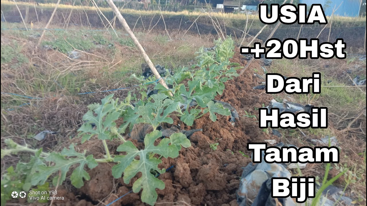 CARA PEMUPUKAN SEMANGKA • -+20 Hari Dari Tanam Biji