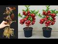 Secrets To Growing Rose Apple in Pot 100% Success | How to grow rose apple
