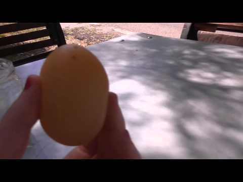 Uovo nell&rsquo;aceto. Esperimento e spiegazione Chimica