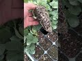 Miaoxiang No.7 Strawberry Seedlings | High Yield Sweet Strawberry Plants