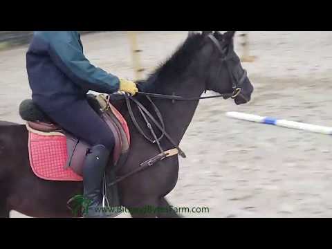 Teaching Horses How to Jump