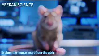 Mouse Heart Apical 4-Chamber View B-Mode Anatomy Guide