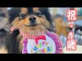 おはぎも遂に1歳を迎えました!!【おはぎ誕生日】