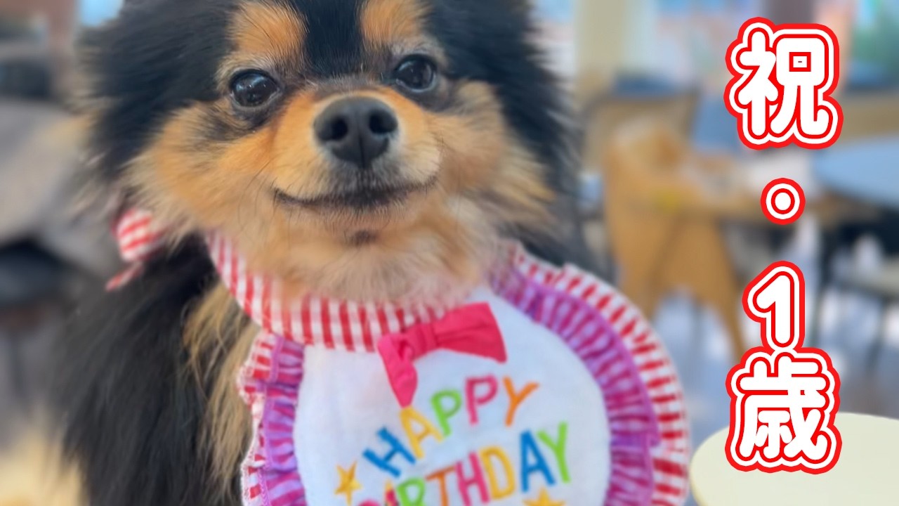 おはぎも遂に1歳を迎えました!!【おはぎ誕生日】
