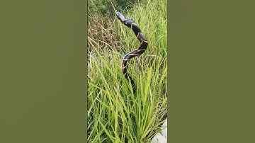 BENARKAH UYUT WELING TONGKAT  KANJENG SUNAN KALIJAGA