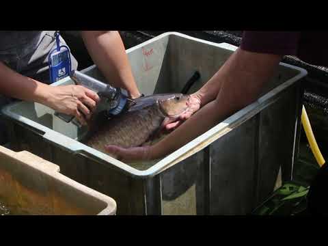 Kelah Breeding Trial Using Ovaplant