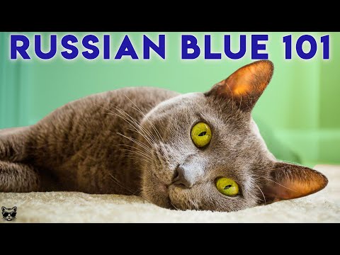 Video: Russian Blue Cat Breed Hypoallergenic, Health And Life Span