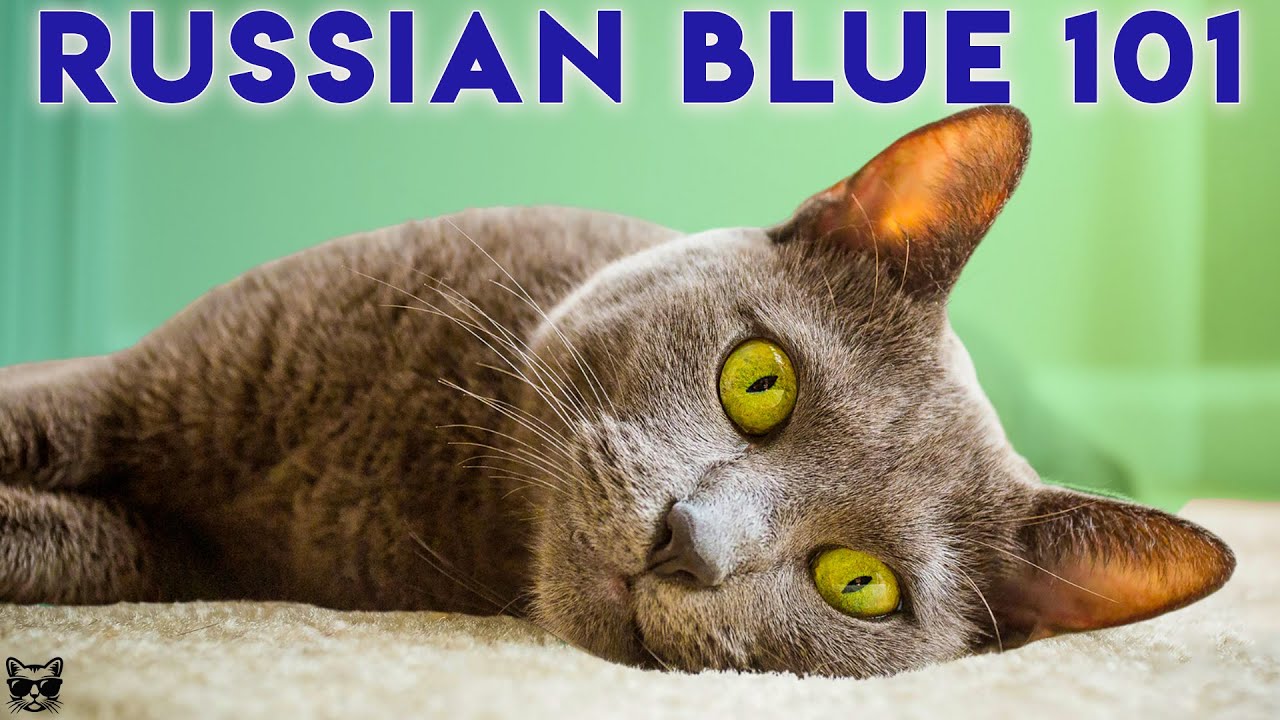 RUSSIAN BLUE CAT 101 - Watch This Before One!